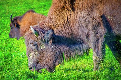 American Bison of Big Bone Lick State Park, Kentucky Photograph by Ina Kratzsch - Pixels