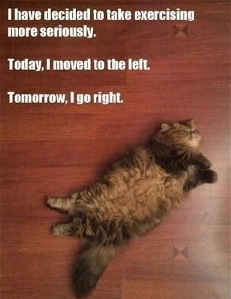 funny pictures, cat does exercises - Dump A Day