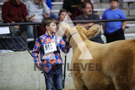 Prospect Steers Next Level Images