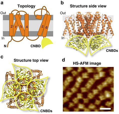 Architecture Of Mlok1 A Topology Of One Subunit With Six