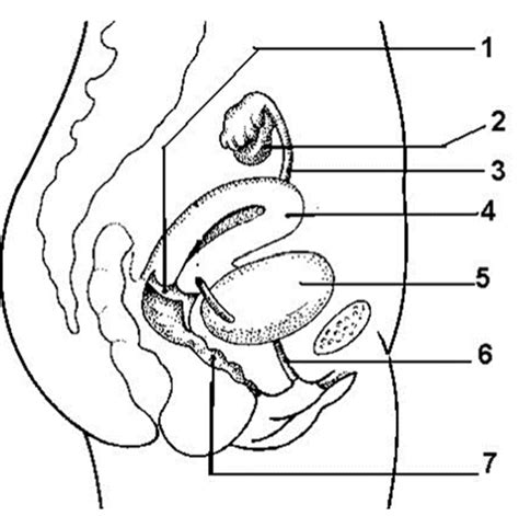 Female Reproductive Labeling Diagram Quizlet