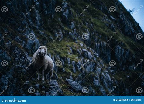 Tiro Certeiro Da Cabra Nas Montanhas Rochosas Foto De Stock Imagem De