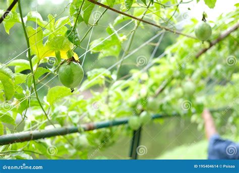 Growing Passion Fruit In Garden Stock Photo Image Of Food Orchard