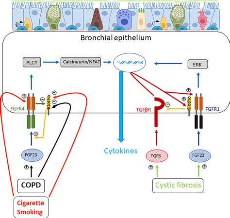 Schematic Diagram Depicting The Effects Of Fgf And Klotho On