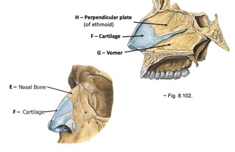 Quiz Exercise Overview Of The Skeleton Exercise Axial