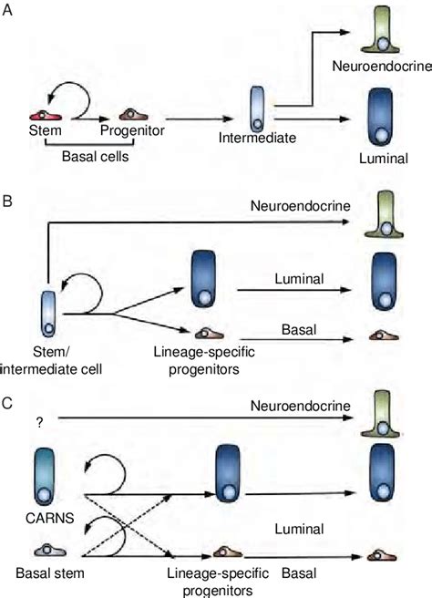 Models Of Prostate Stem Cell Hierarchies Based On Functional And