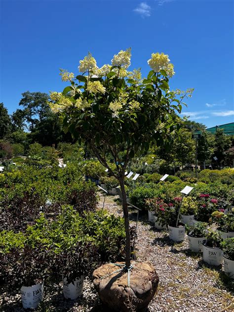 Limelight Hydrangea Tree Form Showy Lime Green Flowers