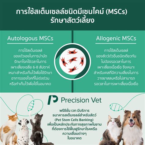 Precision Vet - 🎉🎉การใช้สเต็มเซลล์ชนิดมีเซนไคม์...