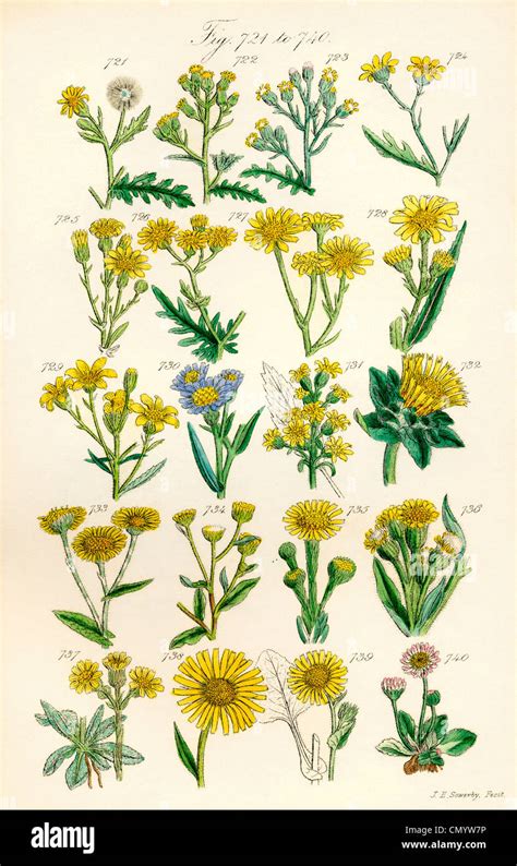 Page of colour illustrations from British Wild Flowers after a work by ...