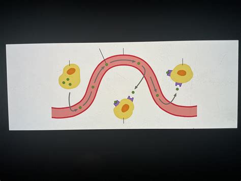 Hormone diagram Diagram | Quizlet