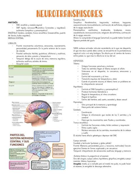 Neurotransmisores Ana Maria Mu Oz Gonzalez Udocz