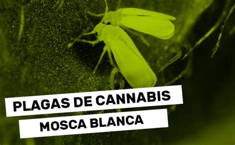 Como Prevenir Y Eliminar La Mosca Blanca De Tu Cultivo De Marihuana