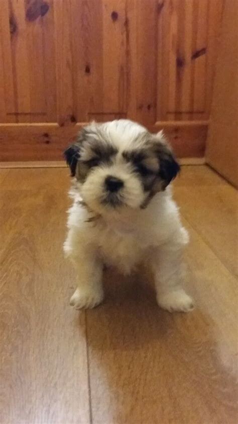 Shih Apso Puppies For Sale (Rare Imperial Karashishi Lineage). Shih Tzu ...