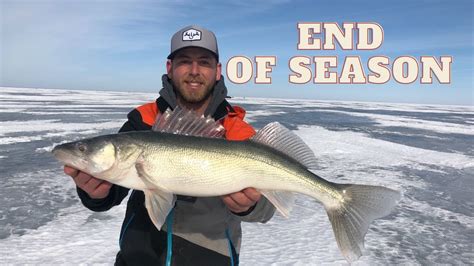 End Season Walleyes Lake Winnipeg Greenback Chase Youtube