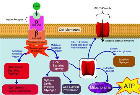 Pathogenesis Of Type 2 Diabetes Mellitus Intechopen