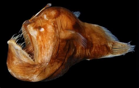 Humpback Anglerfish Alchetron The Free Social Encyclopedia