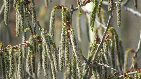 Populus Tremula Espe Aspe Oder Zitterpappel Manni Flickr