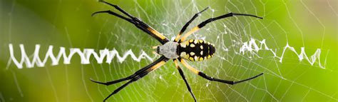 orb weaver information cooks pest control