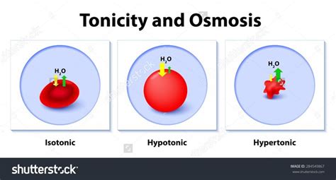 Tonicity And Osmosis On Cells Virtual Lab