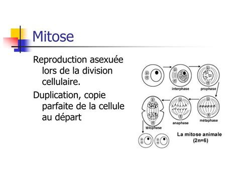 Ppt Reproduction Chez Les Animaux Et La Sexualit Powerpoint