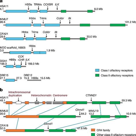 | Chromosome 11 sequence features | Download Table