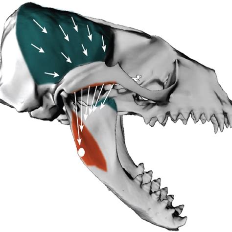 Skull morphology of the four pinniped species studied. a) Northern... | Download Scientific Diagram