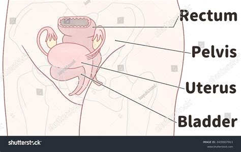 Female Pelvic Anatomy Labeled Diagram Stock Illustration 2435937911 ...