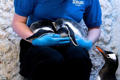 Lesbian Penguin Couple At Sea Life London Finally Get Their Own Chick
