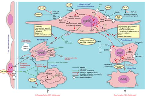 Valve Interstitial Cells The Key To Understanding The Pathophysiology