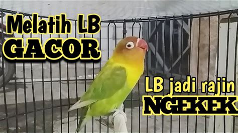 LB Jadi Cepat Bunyi Rajin Ngekek Masteran Lovebird Fighter Petarung