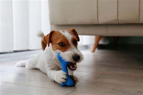 Chew on This: Safe and Unsafe Chew Toys for Dogs - Livingston ...