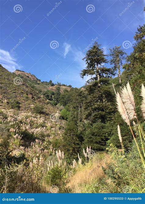 Selloana Del Cortaderia Conocido Nmente Como Barranco De Big Sur De