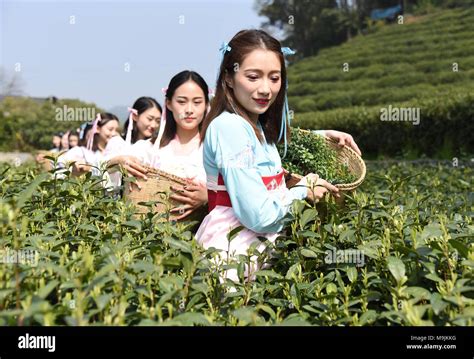 Hangzhou tea harvest hi-res stock photography and images - Alamy