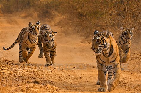 All About Tiger Reserves In India Safari Options Best Places To Spot