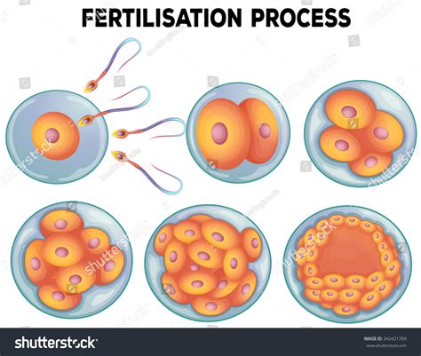 Diagram Fertilisation Process Illustration Stock Vector 342421769