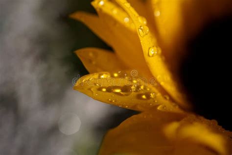 1,431 Rain Sunflowers Stock Photos - Free & Royalty-Free Stock Photos from Dreamstime