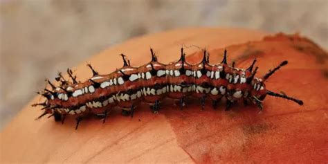 Caterpillar identification guide find your caterpillar with photos and ...