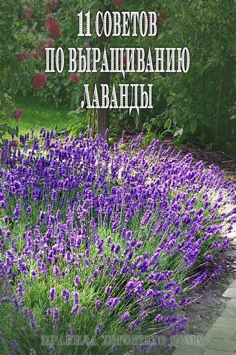 #дача #лаванда #советы #по #выращиванию | Выращивание лаванды ...