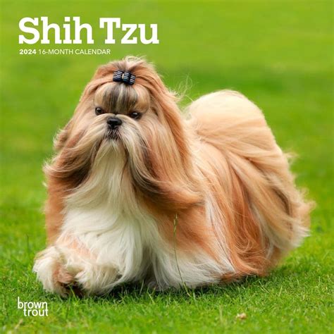 2024 Shih Tzu Calendar Loise Rachael