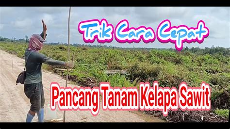 Pancang Tanam Kelapa Sawit Youtube