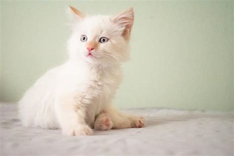 Flame Point Ragdoll Cat - Facts, Origin & History (With Pictures) | Hepper