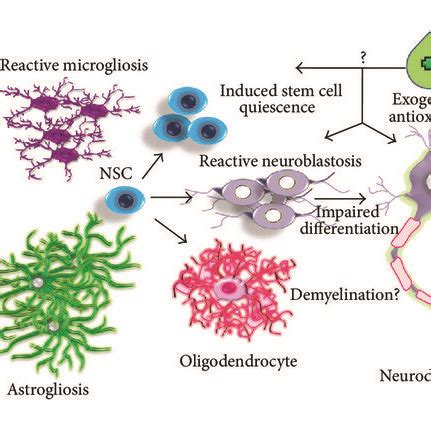 Illustration Of Neurogenic Niche Of The Adult Brain In Various