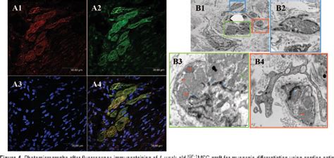 Figure From Igf Overexpressing Mesenchymal Stem Cells Accelerate