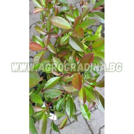 Фотиния / Photinia- бързорастящ храст подходящ за изграждане на жив плет