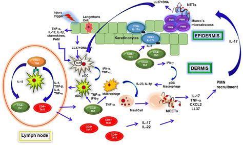 Frontiers Neutrophil Extracellular Traps And Its Implications In