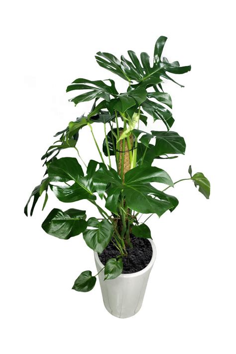 Monstera Pertusum Swiss Cheese Office Tall Plant In Tall Pot