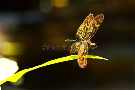 Golden Dragonfly Stock Image Image Of Beautiful Color 25073091