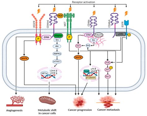 Ijms Free Full Text Cd44 And Tumor Derived Extracellular Vesicles