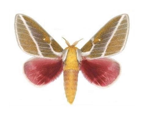 Bicbugs Sphingicampa Raspa Pink Saturn Moth Arizona Usa Moth Digital