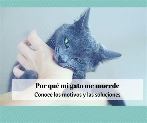 Por qué mi gato me muerde Cosas de Gatos